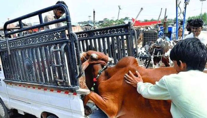 عیدالاضحیٰ سے پہلے موٹروے پولیس کا اہم اقدام