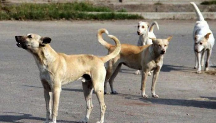 کراچی میں کتے کے کاٹنے کے واقعات خطرناک حد تک بڑھ گئے، ایک اور شہری جان سے ہاتھ دھو بیٹھا